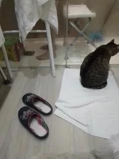 Minipollasumiso on Cam4 