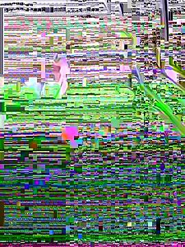 SSSATIVA_model on StripChat 